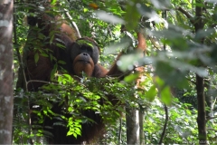 sumatera-bukit-lawang-orangutan-2