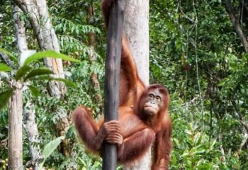 Borneo-orangutan