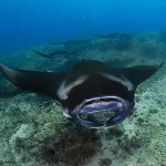 Four manta rays with a big mouth and large wingspan are gliding in blue crystal-clear water with a rocky seafloor right underneath.