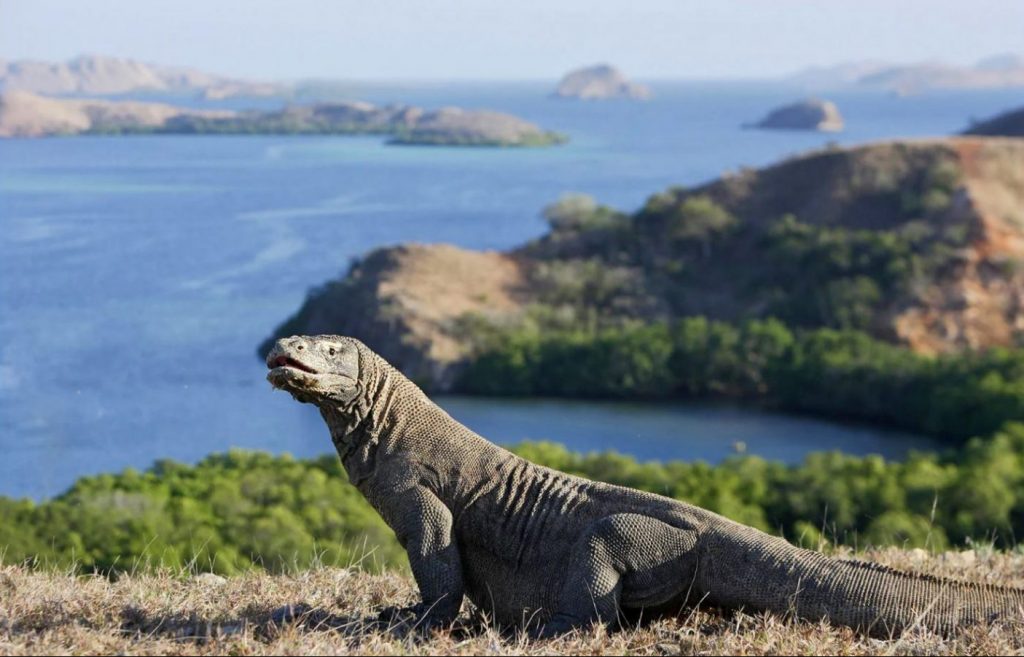 A huge lizard on top of the hill with beautiful views of blue ocean, hills, and islands in the background. Rinca Island | Komodo Island National Park | Komodo Dragon | Bespoke Indonesia Holiday.