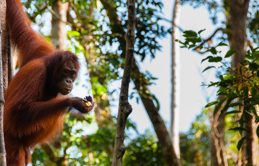 An orang-utan is hanging while eating a mashed banana. Borneo Eco Adventure | Bespoke Indonesia Holiday.