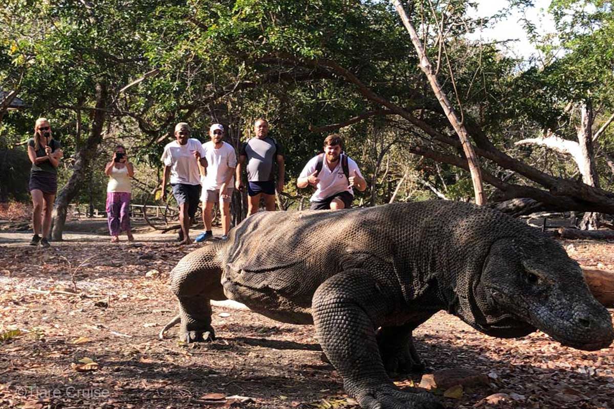 There is a huge lizard and 6 people watching and taking picture behind it. Tiare Cruise. Komodo dragon. Komodo island. Komodo island national park. Luxury liveaboard Indonesia. Luxury liveaboard Raja Ampat. Luxury liveaboard Komodo. Diving expeditions Indonesia. Liveaboard tours Indonesia. Yacht charter Indonesia. Yacht charter komodo. Yacht rental Indonesia. Bespoke Indonesia Holiday.