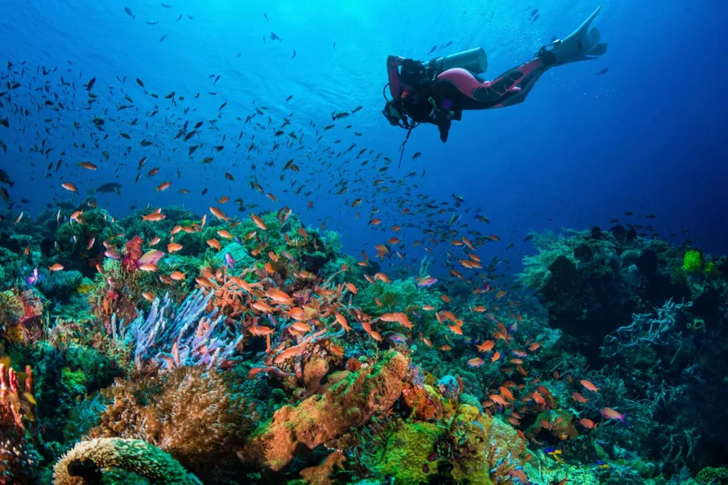 A woman wearing fully-covered pink scuba diving suit is swimming in clear blue water filled with colourful fish and vibrant coral reefs. Alor Island. Diving Alor. Alor Diving Trip. Luxury Liveaboard Indonesia. Liveaboard diving trip Indonesia. Bespoke Indonesia Holiday.